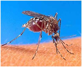 Nyamuk yg menghisap darah manusia